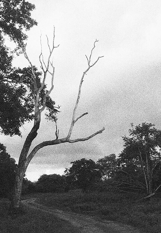 Of All the Wild Paths - Claire Amaouche - Phases Magazine
