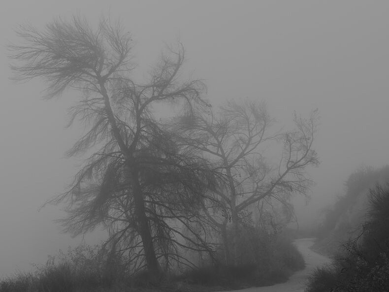 The Oak Echoes - Stephen Ross Goldstein - Phases Magazine