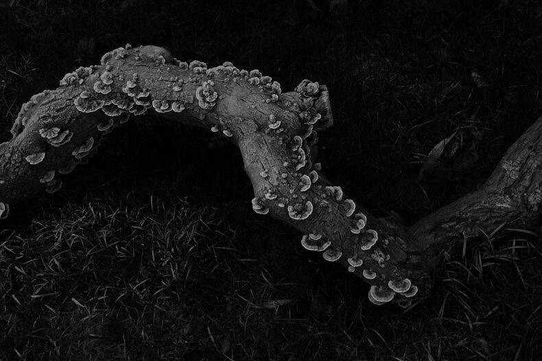 Nexus - Nynke Brandsma - Phases Magazine